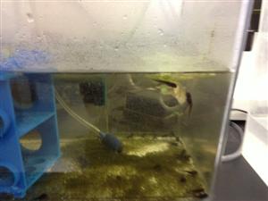 tank 2 